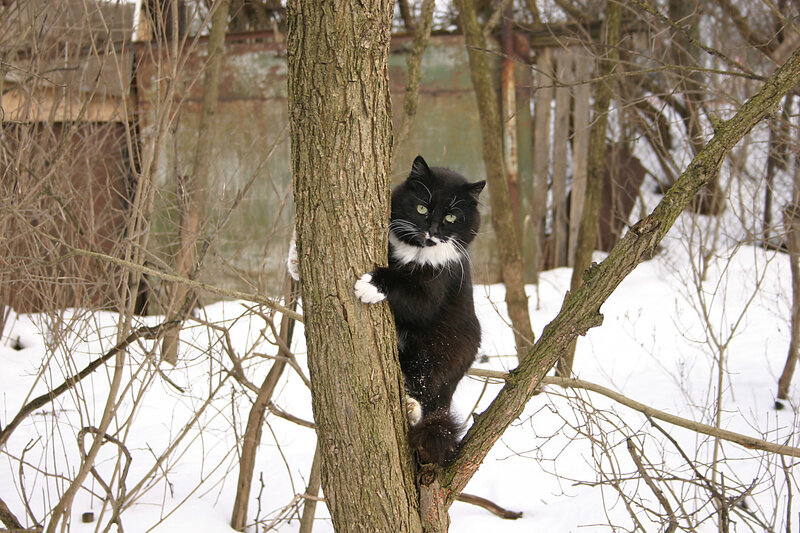 Black and White Cat — Calm, Winter