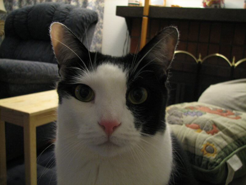 black and white cat close-up
