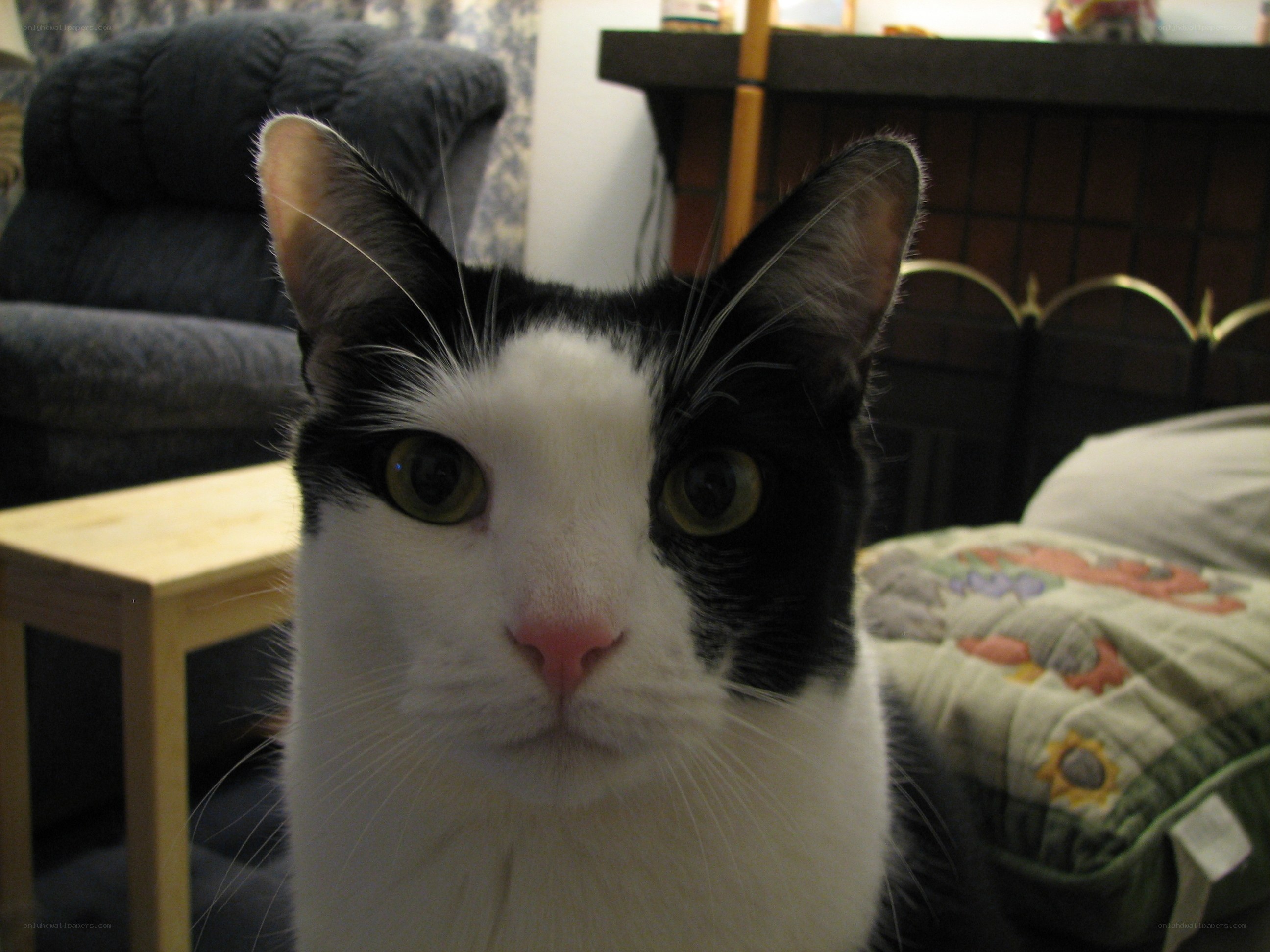 black and white cat close-up