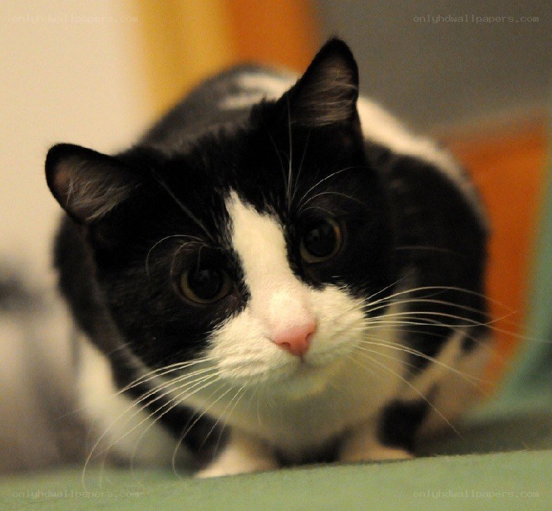 black and white cat close-up