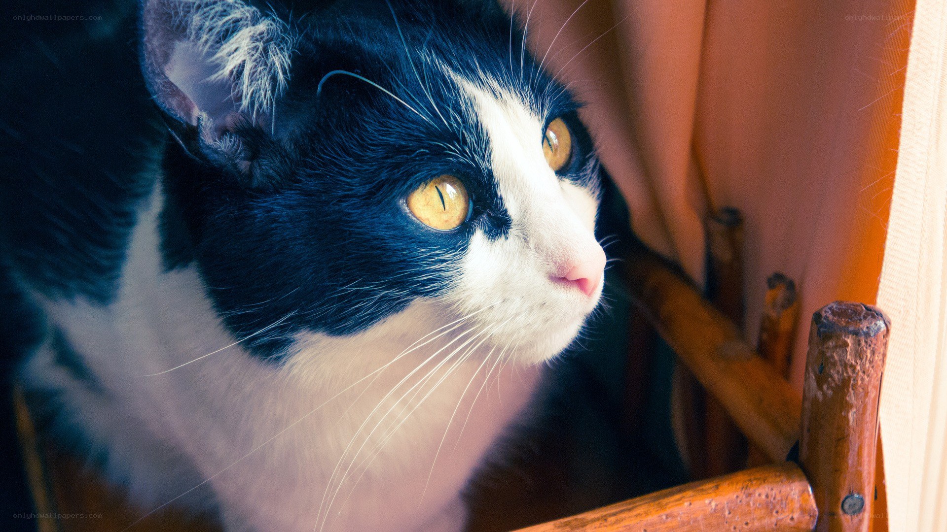 black and white cat close-up