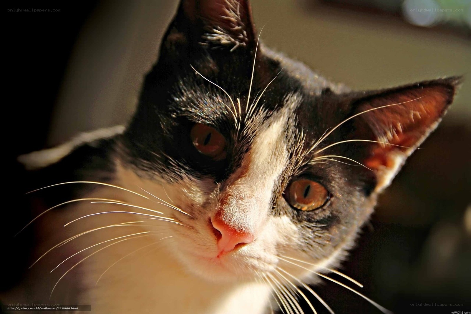 black and white cat close-up