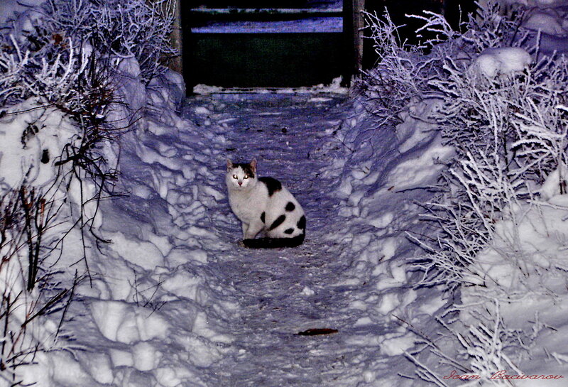 Black and White Cat — Cold