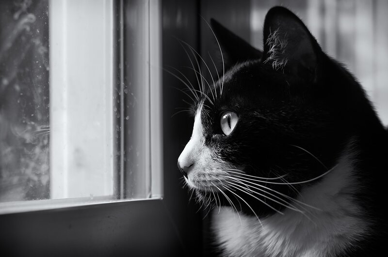 Black and White Cat — Contemplative, Photograph