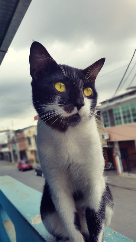 Black and White Cat — Curious, Afternoon, Photograph, Building