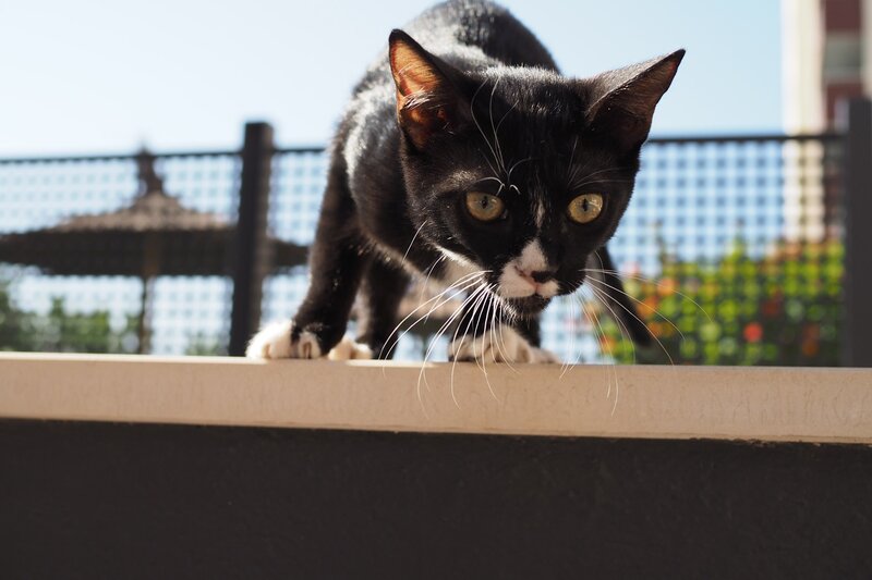 Black and White Cat — Curious, Afternoon, Photograph, Fence, Umbrella