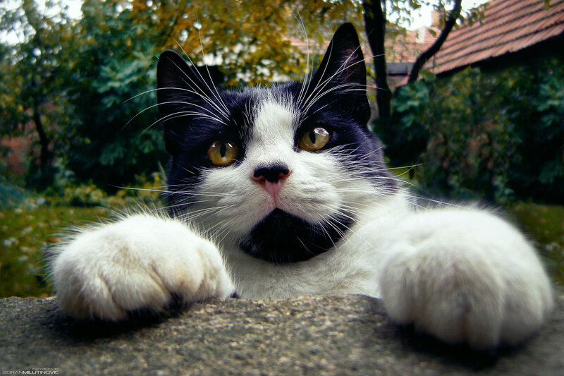Black and White Cat — Curious, Afternoon, Photograph