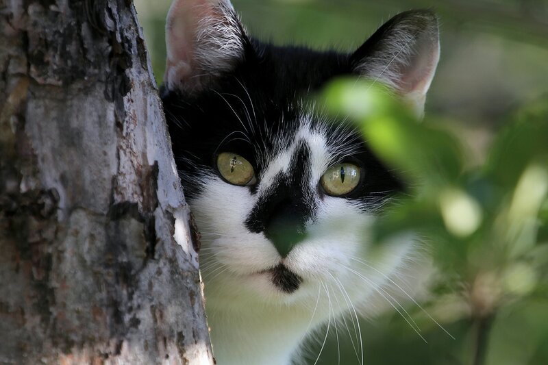 Black and White Cat — Curious, Afternoon, Photograph, Tree, Leaves