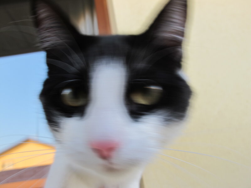Black and White Cat — Curious, Afternoon