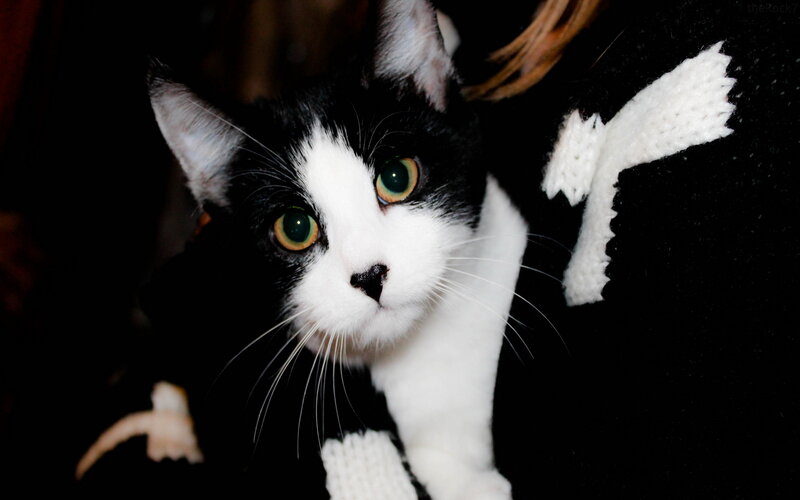 Black and White Cat — Curious, Night, Photograph