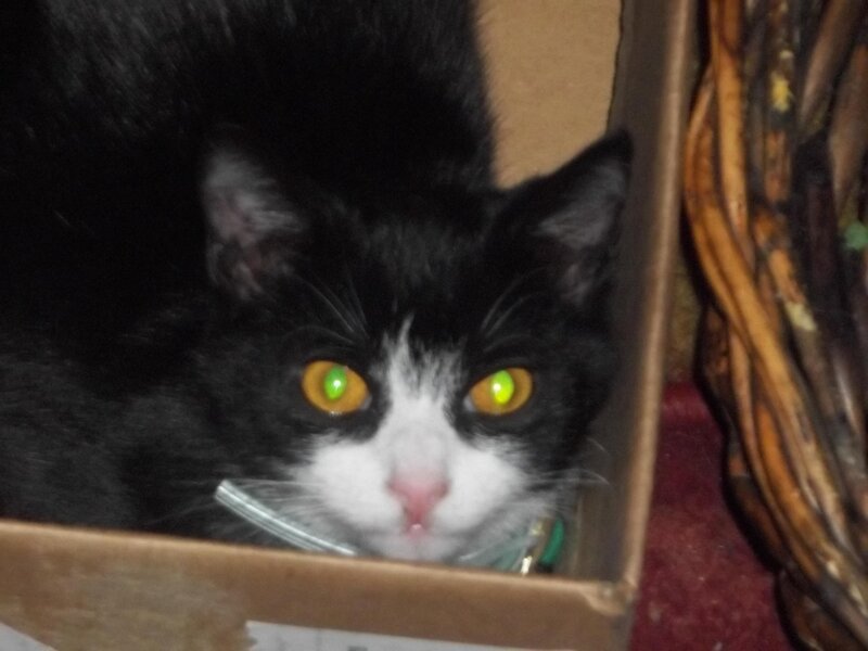 Black and White Cat — Curious, Night