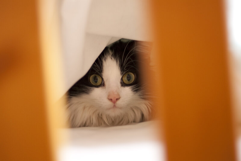 Black and White Cat — Curious, Photograph, Blanket