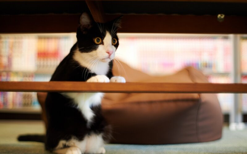 Black and White Cat — Curious, Photograph, Bookshelf