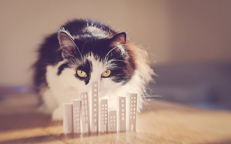 Black and White Cat — Curious, Photograph, Buildings