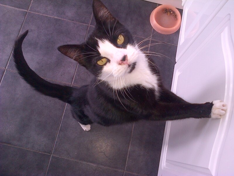 Black and White Cat — Curious, Photograph, Cat Food Bowl