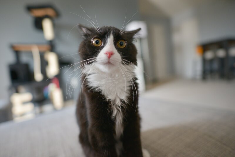 Black and White Cat — Curious, Photograph, Cat Tree