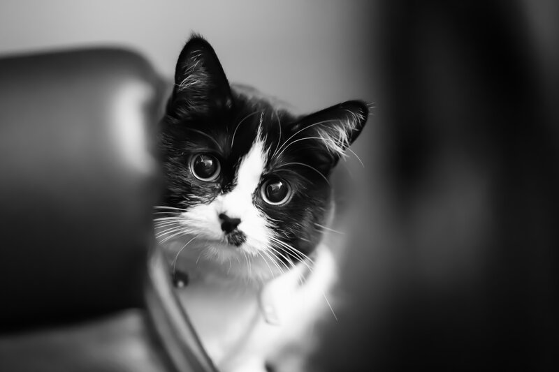 Black and White Cat — Curious, Photograph, Chair