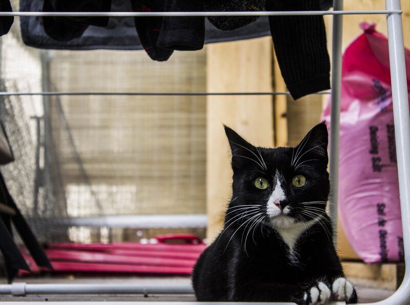Black and White Cat — Curious, Photograph, Clothes Rack