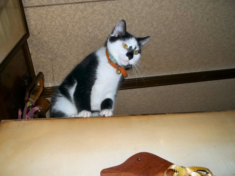 Black and White Cat — Curious, Photograph, Collar