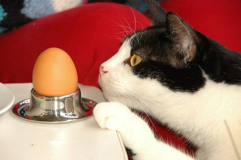 Black and White Cat — Curious, Photograph, Egg