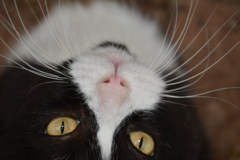 Black and White Cat — Curious, Photograph, Eyes