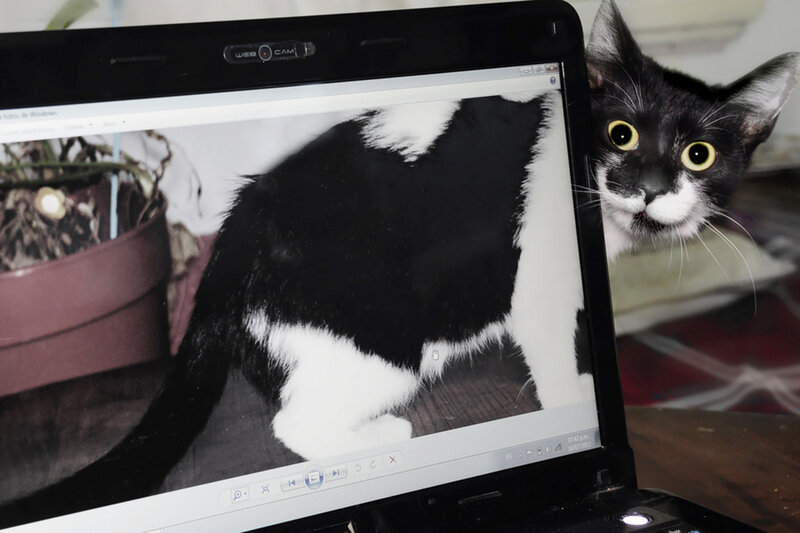 Black and White Cat — Curious, Photograph, Laptop