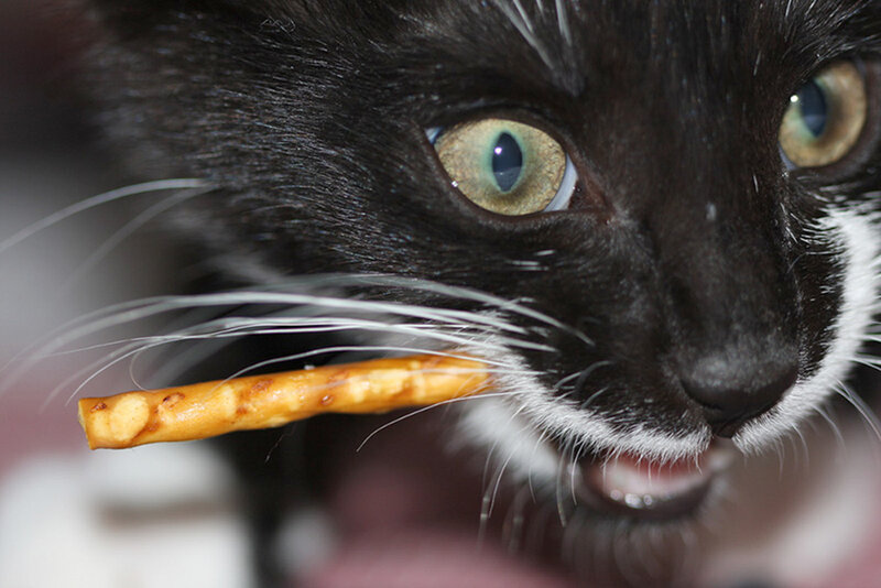 Black and White Cat — Curious, Photograph, Pretzel