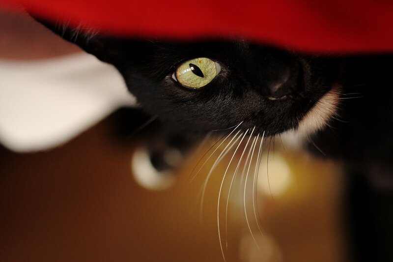 Black and White Cat — Curious, Photograph, Red Fabric