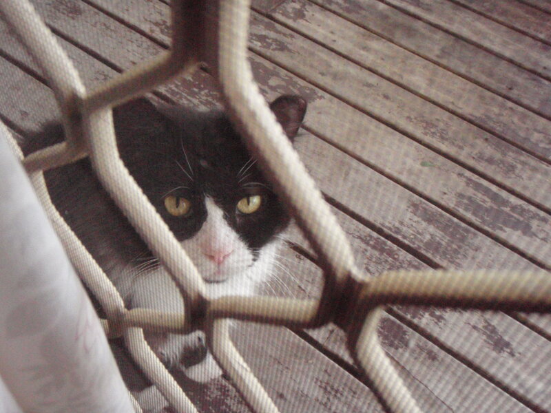 Black and White Cat — Curious, Photograph, Rope