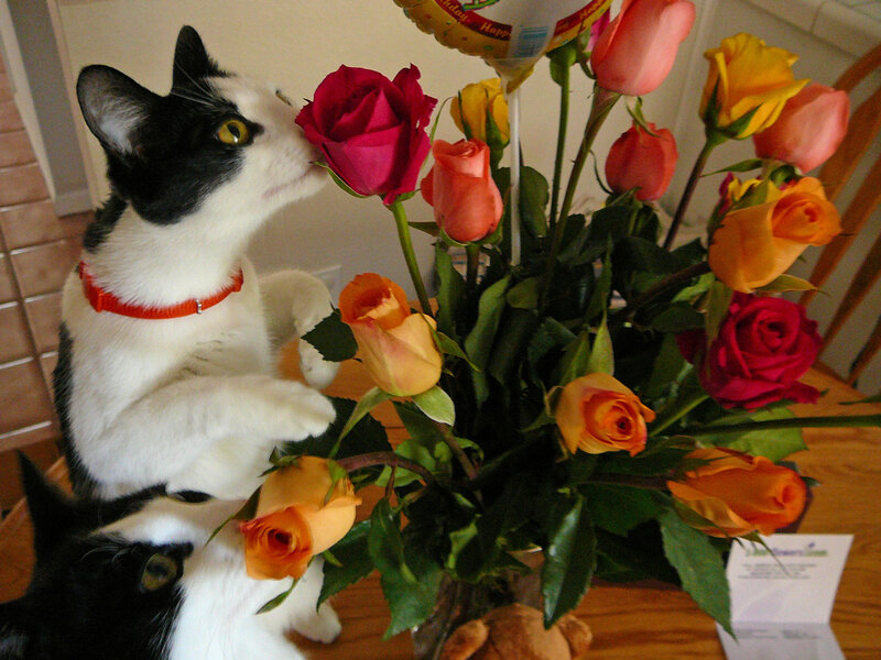 Black and White Cat — Curious, Photograph, Roses