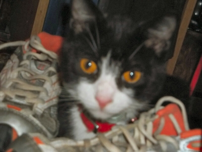 Black and White Cat — Curious, Photograph, Shoes