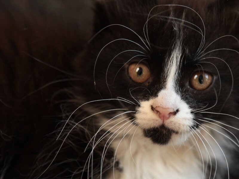 Black and White Cat — Curious, Photograph