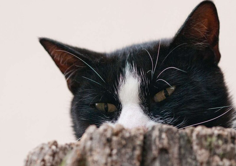 Black and White Cat — Curious, Photograph, Tree Stump