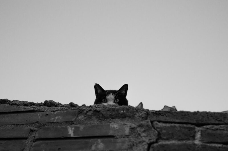 Black and White Cat — Curious, Photograph, Wall, Sky