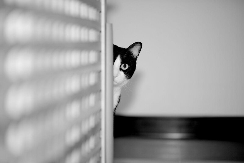 Black and White Cat — Curious, Photograph, Wall