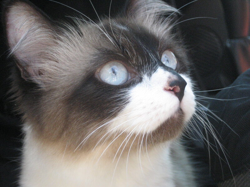 Black and White Cat — Curious, Photograph, Whiskers