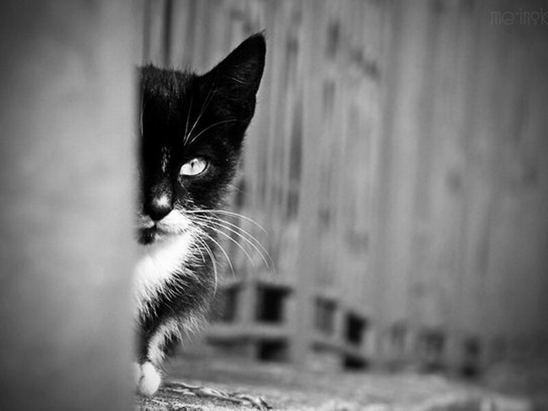 Black and White Cat — Curious, Photograph, Whiskers, Wooden Wall
