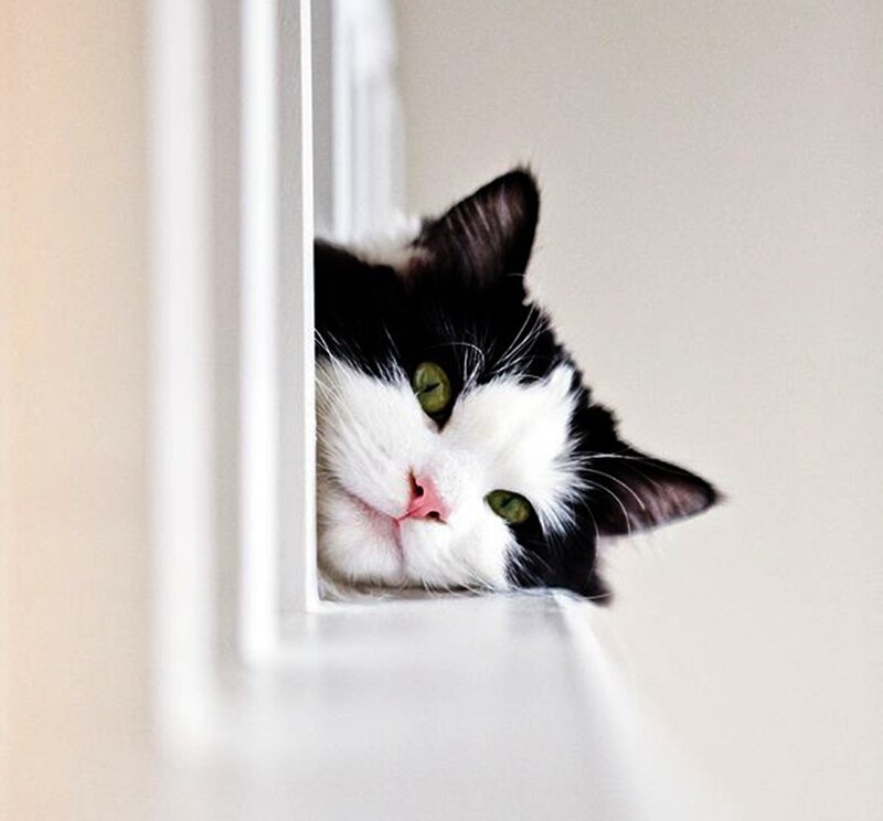 Black and White Cat — Curious, Photograph, Window Frame