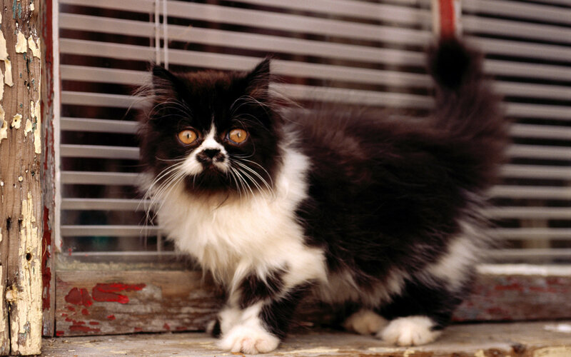 Black and White Cat — Curious, Photograph, Window