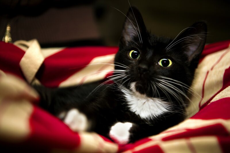 Black and White Cat — Curious, Red