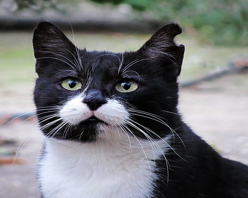 Black and White Cat — Curious
