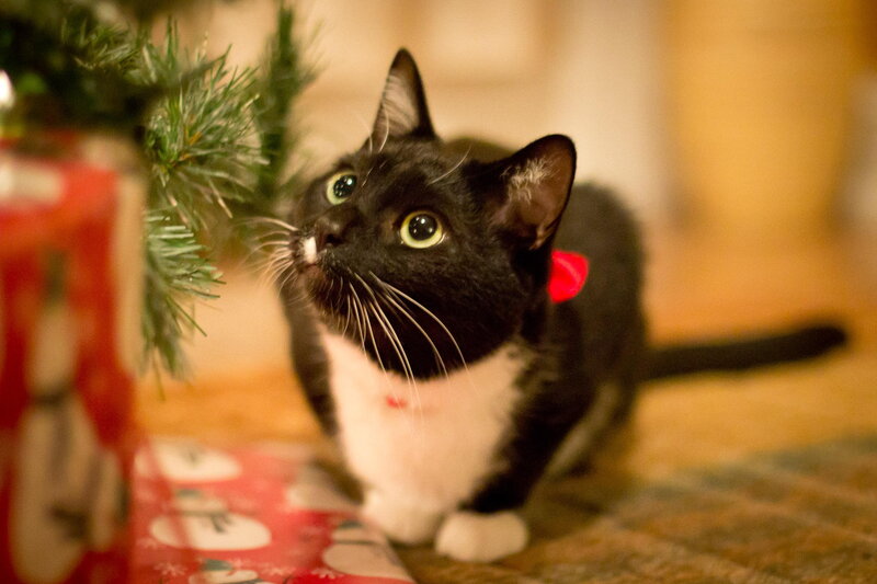 Black and White Cat — Curious, Winter