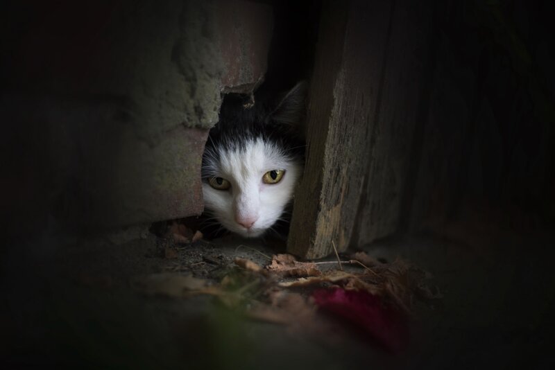 Black and White Cat — Dark, Photograph