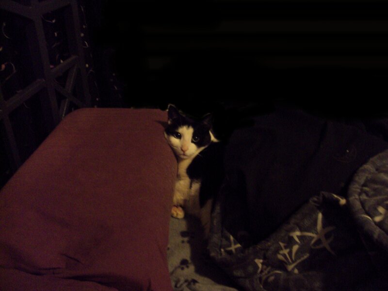 Black and White Cat — Dark