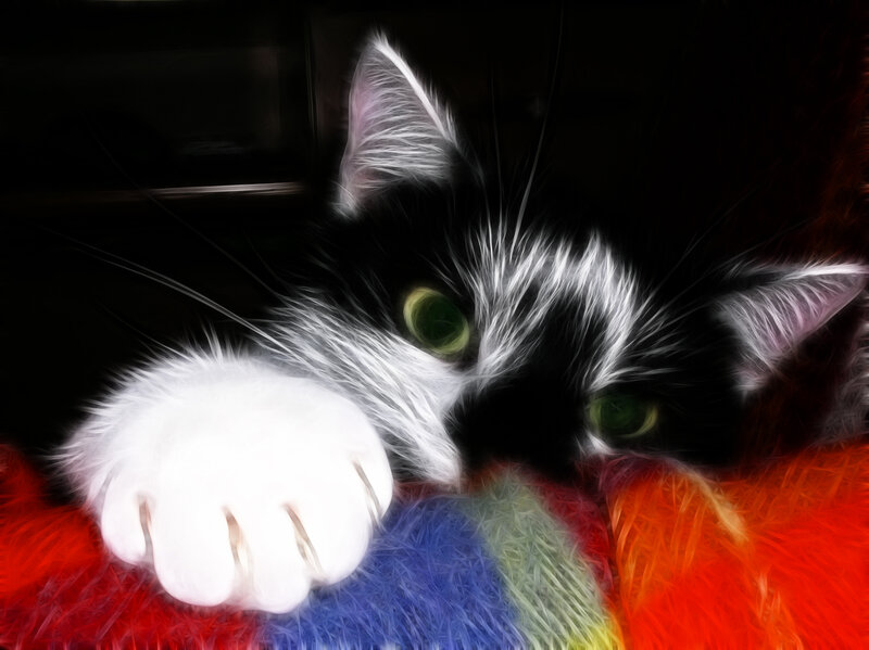 Black and White Cat — Dramatic, Digital Art, Paw