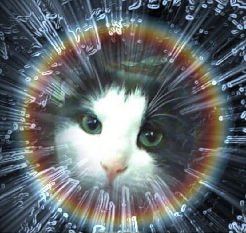 Black and White Cat — Dramatic, Digital Art, Rainbow