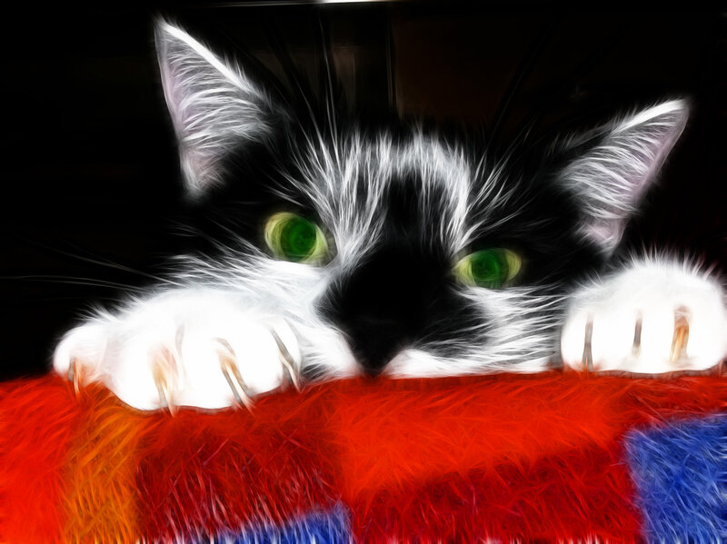 Black and White Cat — Dramatic, Digital Art