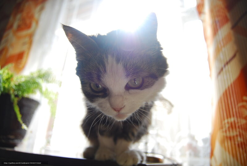 Black and White Cat — Dramatic, Morning
