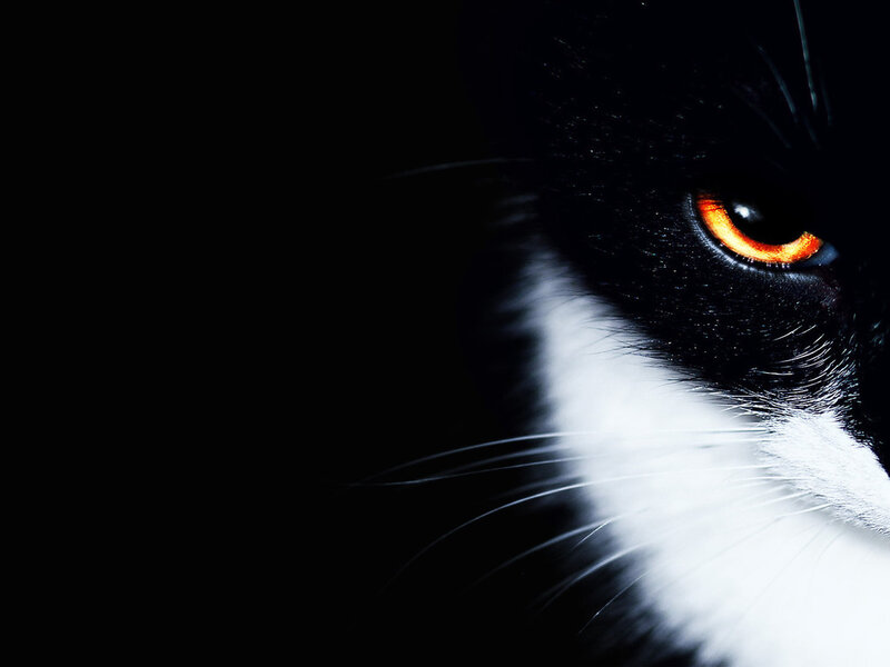 Black and White Cat — Dramatic, Night, Photograph, Eye, Whiskers