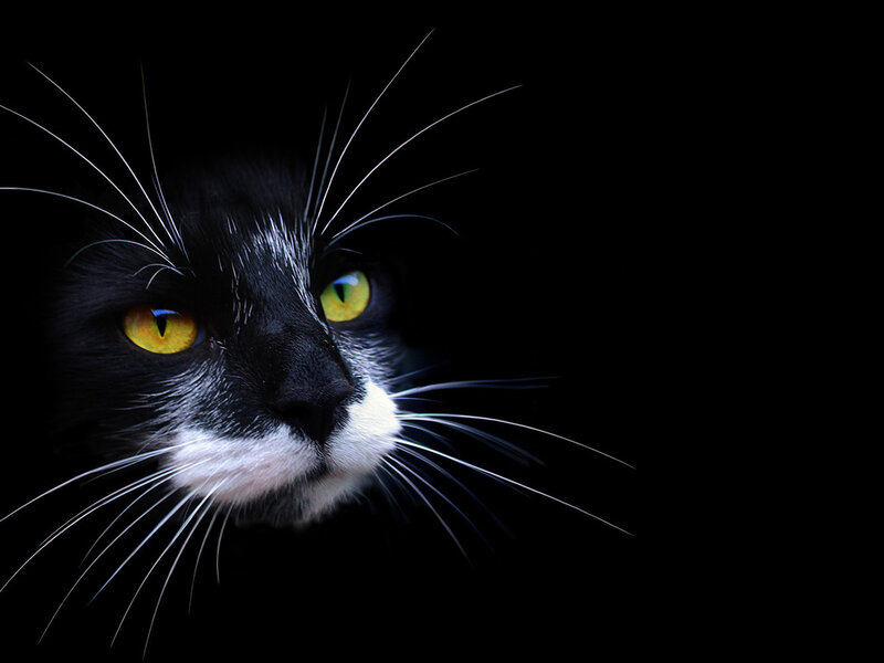 Black and White Cat — Dramatic, Night, Photograph, Eyes